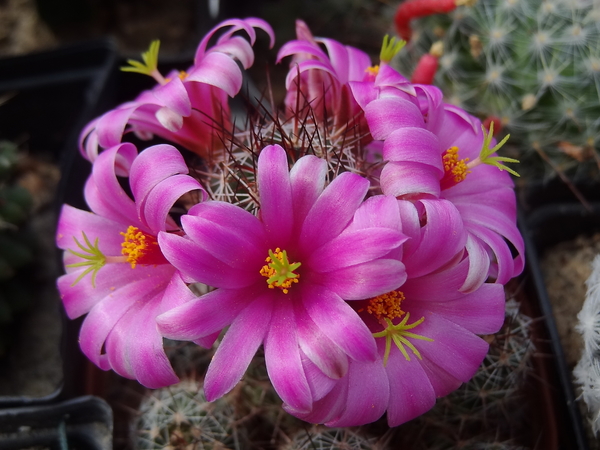 DSC06629Mammillaria mazatlanensis