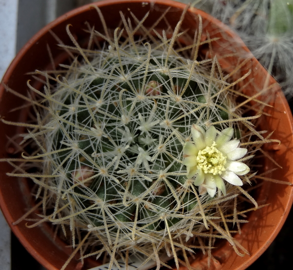 DSC06632Mammillaria pennispinosa v. nazasensis