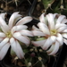 DSC06633Gymnocalycium friedrichii