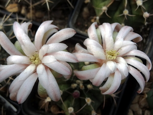 DSC06633Gymnocalycium friedrichii