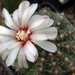 DSC06635Gymnocalycium bodenbenderianum