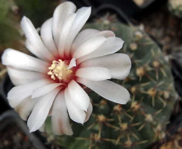 DSC06635Gymnocalycium bodenbenderianum