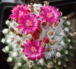 DSC06636Mammillaria polythele cv. Toluca