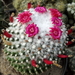 DSC06637Mammillaria polythele v. inermis