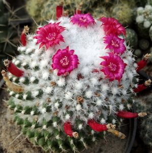 DSC06637Mammillaria polythele v. inermis