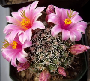 DSC06638Mammillaria grahamii v. oliviae SB1874