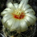 DSC06640Thelocactus setispinus var. setaceus