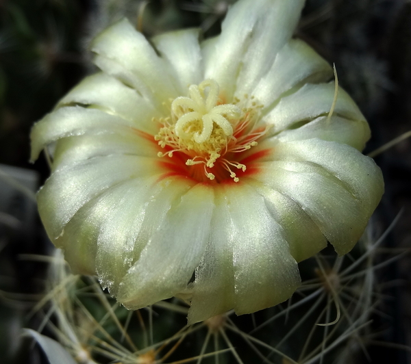 DSC06640Thelocactus setispinus var. setaceus