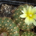 DSC06641Frailea chrysacantha