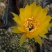 DSC06643Lobivia arachnacantha