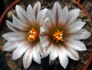 DSC06642Turbinicarpus schmiedickeanus ssp. klinkerianus