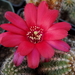 DSC06647Chamaecereus