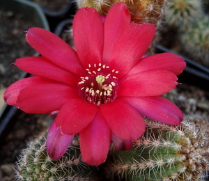 DSC06647Chamaecereus