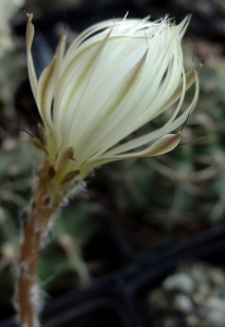 DSC06656Setiechinopsis mirabilis