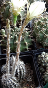 DSC06657Setiechinopsis mirabilis