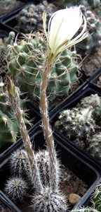 DSC06658Setiechinopsis mirabilis