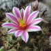 DSC06672Mammillaria blossfeldiana