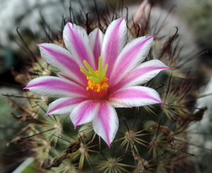 DSC06672Mammillaria blossfeldiana