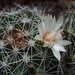 DSC06673Mammillaria marcosii