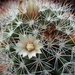 DSC06674Mammillaria marcosii