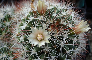 DSC06674Mammillaria marcosii