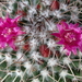 DSC06675Mammillaria polythele