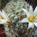 DSC06676Mammillaria hutchisoniana ssp. louisae