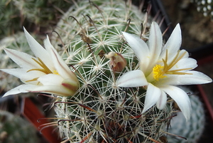 DSC06676Mammillaria hutchisoniana ssp. louisae