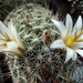 DSC06677Mammillaria hutchisoniana ssp. louisae