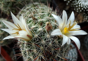 DSC06677Mammillaria hutchisoniana ssp. louisae