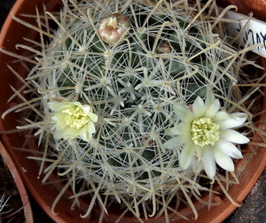 DSC06678Mammillaria pennispinosa v. nazasensis