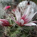 DSC06679Mammillaria fraileana