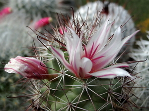 DSC06679Mammillaria fraileana