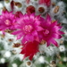 DSC06680Mammillaria polythele cv. Toluca