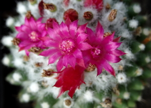 DSC06680Mammillaria polythele cv. Toluca