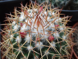 DSC06684Mammillaria polythele