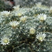 DSC06681Mammillaria crinita ssp. wildii