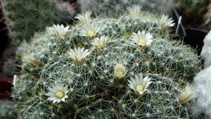 DSC06681Mammillaria crinita ssp. wildii