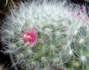 DSC06685Mammillaria bocasana v. roseiflora