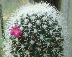 DSC06687Mammillaria backebergiana