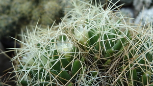 DSC06686Mammillaria decipiens ssp. camptotricha