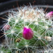 DSC06688Mammillaria glochidiata