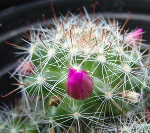 DSC06688Mammillaria glochidiata