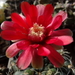 DSC06730Gymnocalycium baldianum