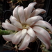 DSC06732Gymnocalycium friedrichii