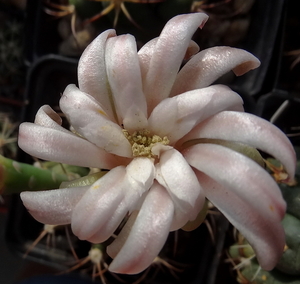 DSC06732Gymnocalycium friedrichii