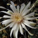 DSC06731Gymnocalycium anisitsi