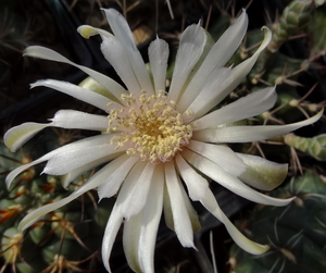 DSC06731Gymnocalycium anisitsi