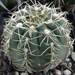 DSC06735Gymnocalycium heidiae GN 93-714