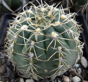 DSC06735Gymnocalycium heidiae GN 93-714